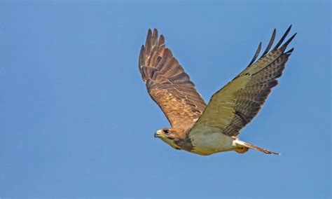 9 Types Of Hawks In Pennsylvania A Z Animals