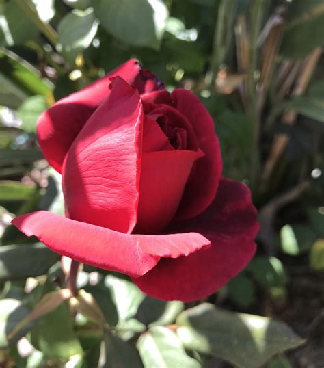 Beautiful Rose Bud In Mums Garden Susan Pride Flickr