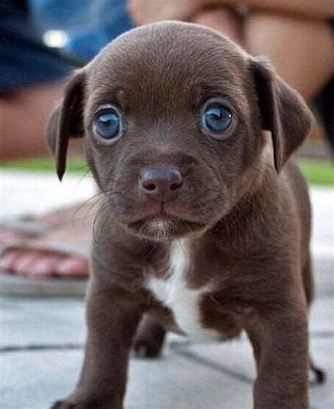 Puppy Blue Eyes Cute Baby Animals Baby Animals Cute Animals