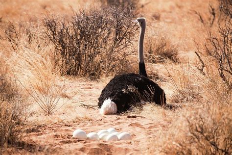 Ostrich Struthio Camelus Photograph By Photostock Israel Fine Art America