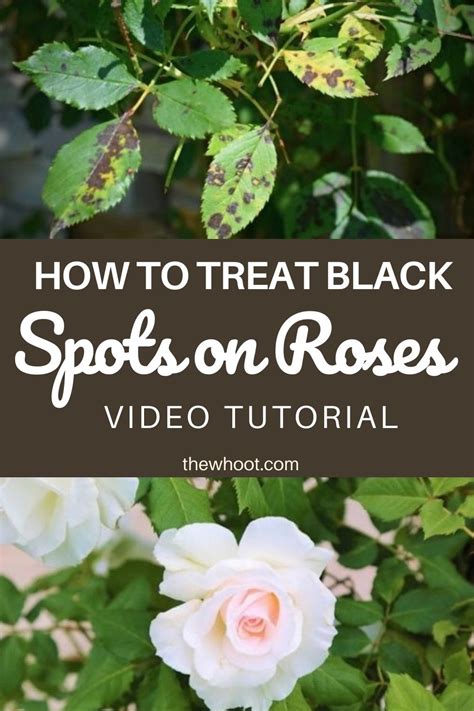 How To Treat Black Spots On Roses Organically The WHOot In Black Spot On Roses Rose