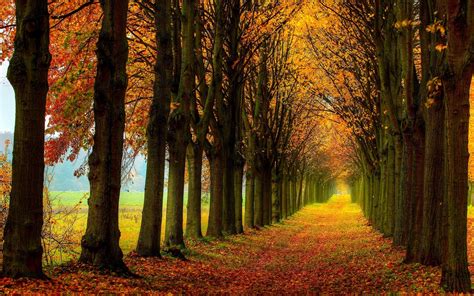 Beautiful Nature Scenery Forest Trees Autumn Path Wallpaper