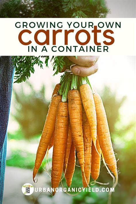 Growing Carrots In A Container Or Pot Growing Carrots Vegetable