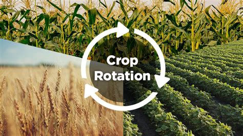 What Is Crop Rotation Importance Advantages And Disadvantages