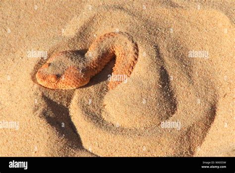 Saharan Sand Viper Naturerules1 Wiki Fandom