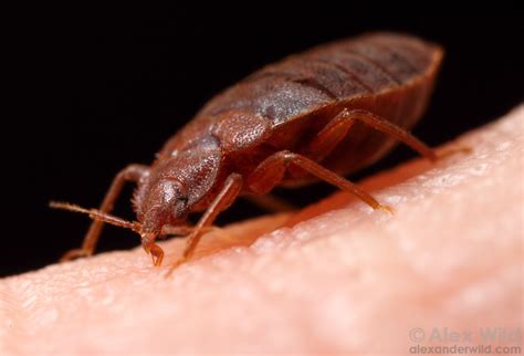A Plague Of Bed Bugs Alex Wild Photography