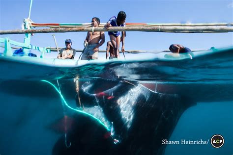 Transforming Indonesias Manta Fisheries National Geographic Blog
