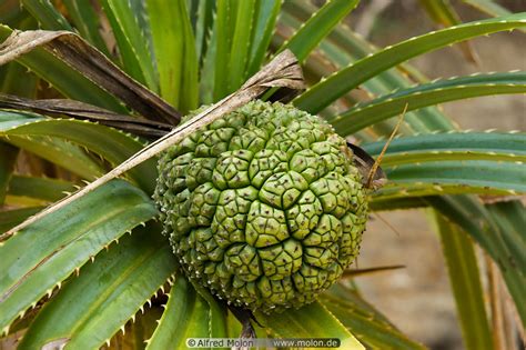 Photo of Pandanus fruit. Golden beach, Similajau national park, Sarawak