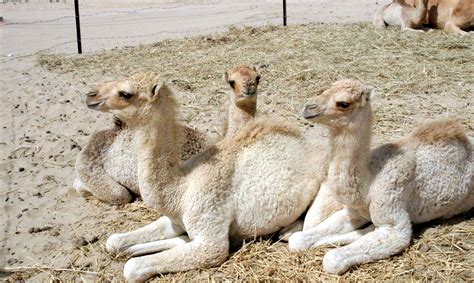 During this time, he is not aware of what is happening and is feeling. 11 of the Most Amazing Hybrid Animals