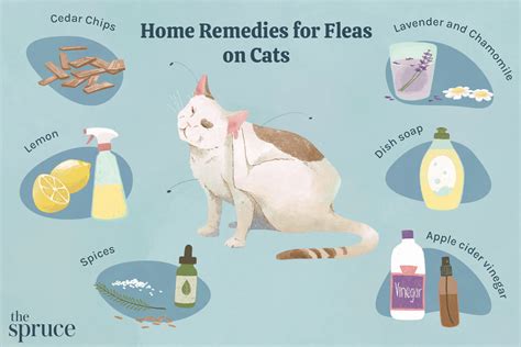Do Dogs And Cats Get The Same Fleas