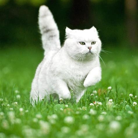 Animal Facts 25 Facts About Cats That Are Totally Unbelievable