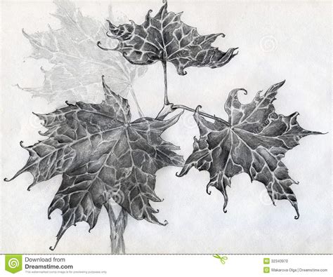 Maple Leaves Pencil Sketch Stock Illustration