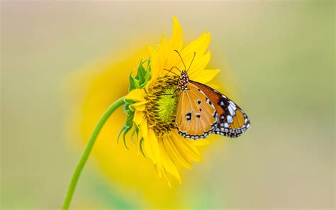 Insect Tiger Butterfly On Yellow Color From Sunflower 4k