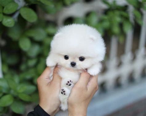Children, allergy sufferers, and family pets love cavoodles. Teacup Puppies For Sale Near Me
