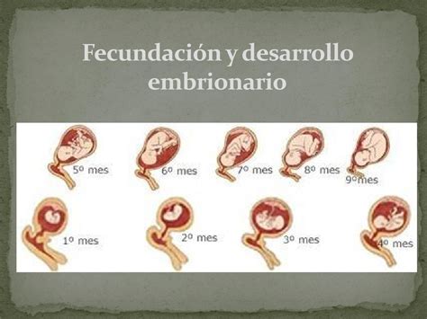 Fecundación y desarrollo embrionario SANDY NARVAEZ by Sandy Narvaez