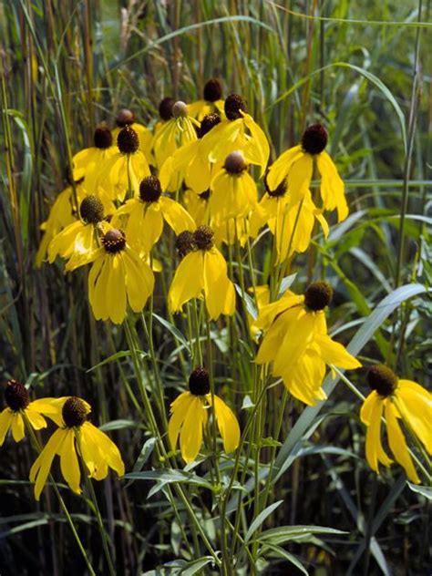 13 Best South Dakota Garden Images On Pinterest Native Plants Seed