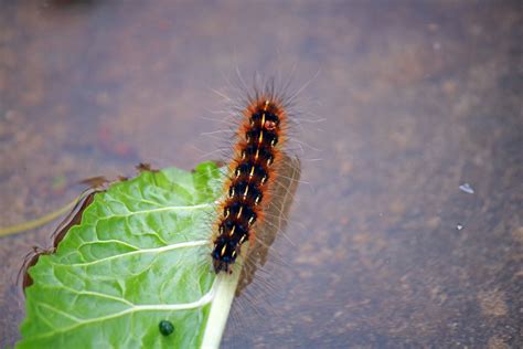 Hairy Caterpillar Of Ermine Moth Free Stock Photo Public Domain Pictures
