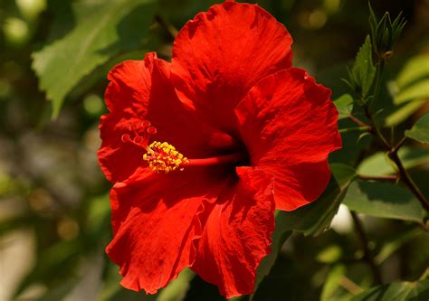 What type of animal are we talking about? Florals in Beauty - The Indian Beauty Blog