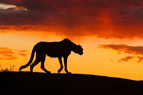Cheetah Silhouetted Against The Sunset Namibia By Jim Zuckerman