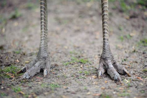 Ostrich Feet Stock Photos Pictures And Royalty Free Images Istock