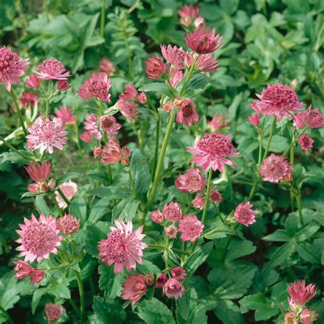 Astrantia Sparkling Stars Colleciton 2 Ltr Dispatches From 12th June