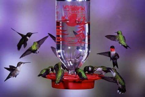 Directions for making safe hummingbird food: Hummingbird Nectar Recipe 1 part sugar/4 parts water Boil ...