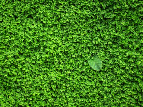 Обои Зеленые растения листья фон 1920x1440 Hd Изображение