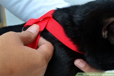 You can check to make sure it isn't too tight by sliding two fingers underneath the harness. How to Put on a Cat Harness: 12 Steps (with Pictures ...