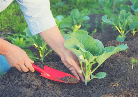 When To Plant Your Vegetables And Get A Bountiful Harvest Gardening