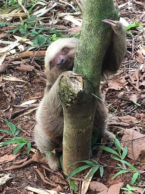 Happy Sloth Sunday Heres Grubby Striking His Best Pooping Pose In