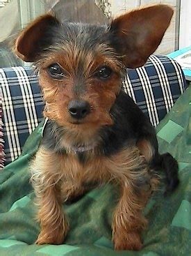 Dorkie puppies can evolve into notorious barkers, so training should also focus on proper finding a dorkie puppy. Dorkie Dog Breed Pictures, 1