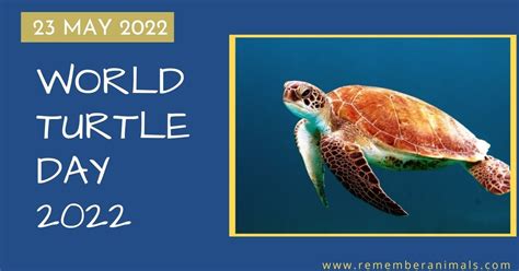 World Turtle Day 2022 History And Facts Remember Animals