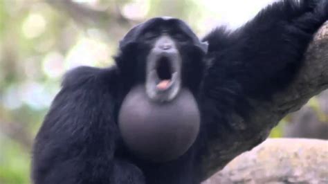 Yelling Monkey Youtube