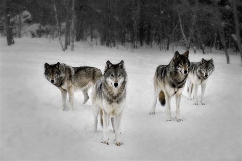 Pack Of Wolves Wallpaper Wallpapersafari