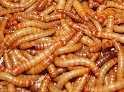 Mealworms Live Food Breeder Eu Live Food Breeder Eu Manufacturer