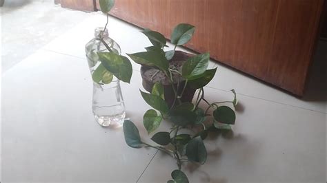 Money Plant Water Plant We Can Easily Grow In Our Homes Lahore