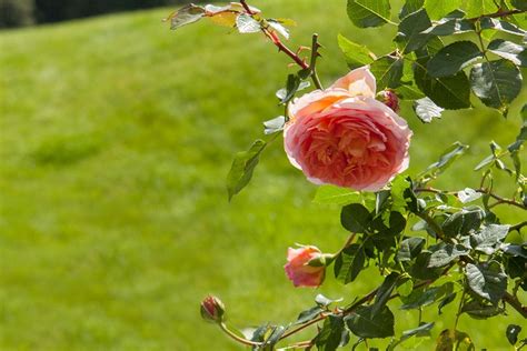 Rosenpflege Leicht Gemacht Mit Den Profitipps Von Tripp Galabau Blog