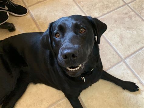 Labs are sociable, affectionate, and loyal. Stopping a Black Lab Puppy From Jumping Up on People: Dog ...