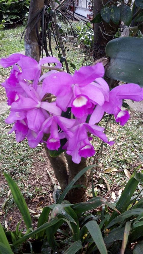 Cattleya Skinneri O Guaria Morada Flor Nacional De Costa Rica