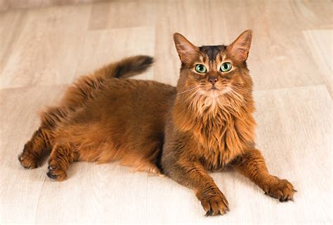 Best Somali Cat Stock Photos, Pictures &amp; Royalty-Free ...