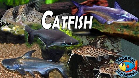 All The Varieties Of Freshwater Catfish Is Shown In This Video Tropical