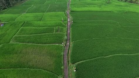 Stock Video Of Amazing Aerial View Of Rice Fields 26518280 Shutterstock