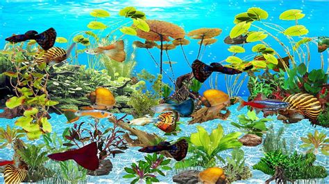 Ocean Dream Eden Aquarium Économiseur Décran 3d New Age