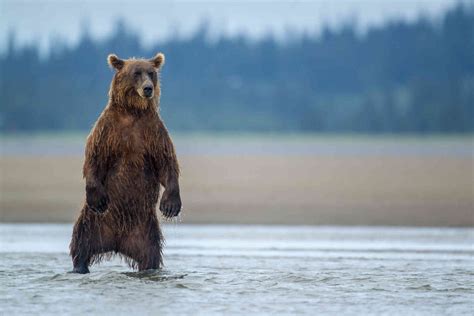 How To Score Alaskan Brown Bears And Grizzly Bears Top