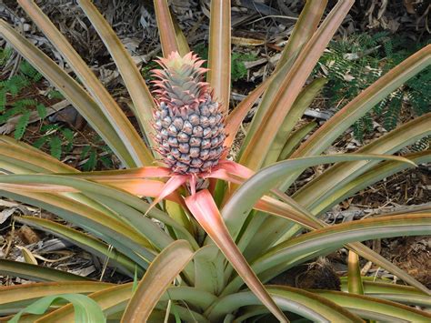 Can You Grow Pineapples In North Carolina A Guide To Growing