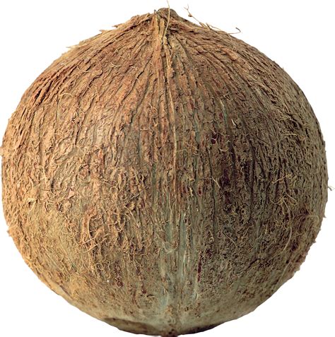 Download Coconuts Png Image For Free