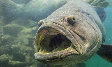 Giant Grouper Fish Attack