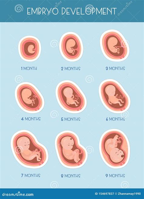 Embrio Development Month By Month Stock Vector Illustration Of Fetal