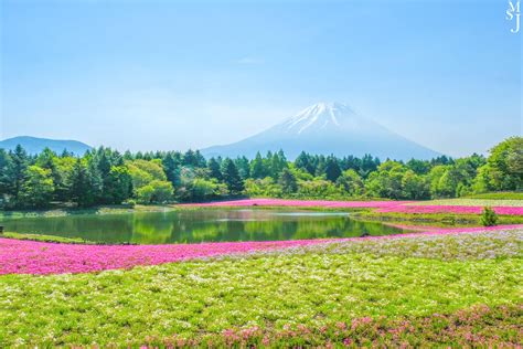 Destination Of The Day Pink Moss Blooming At The Base Of Mt Fuji In