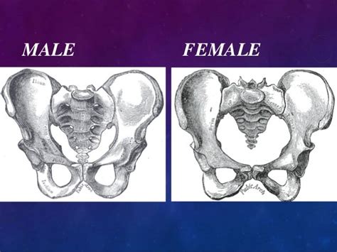 X Ray Pelvis Projections